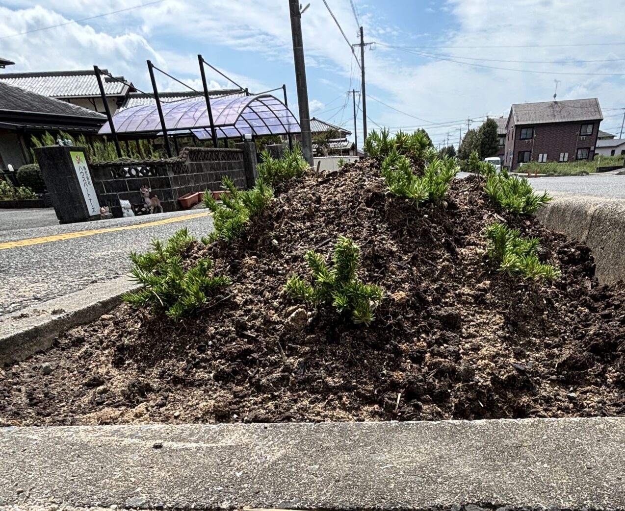 会社前の沿道に芝桜を植えました施工画像